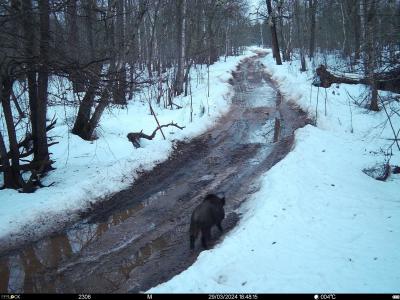 В Окском заповеднике звери вышли на весеннюю прогулку